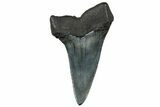 Fossil Broad-Toothed Mako Tooth - South Carolina #302066-1